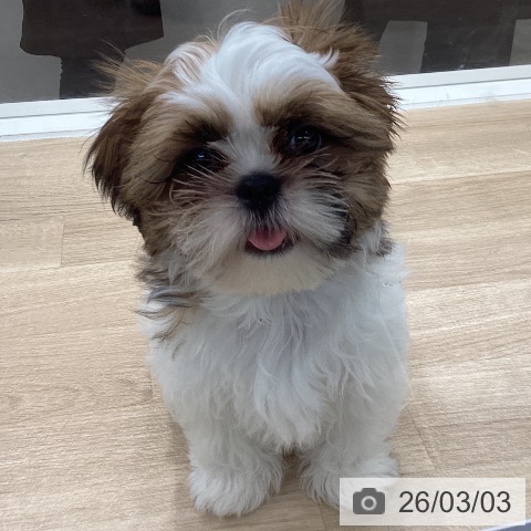 神奈川県のシーズー (ペットプラス 座間店/2025年11月23日生まれ/男の子/ゴールドホワイト)の子犬の4枚目の画像