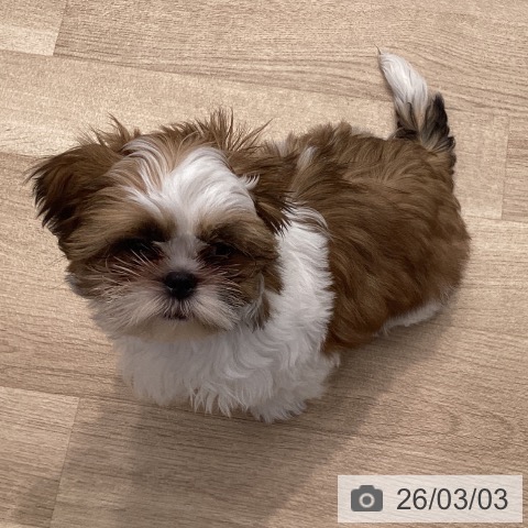 神奈川県のシーズー (ペットプラス 座間店/2025年11月23日生まれ/男の子/ゴールドホワイト)の子犬の3枚目の画像