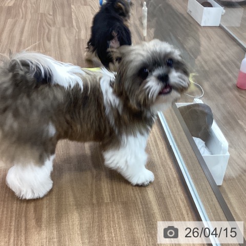 茨城県のシーズー (ペッツワン つくば店/2025年11月24日生まれ/女の子/ゴールドホワイト)の子犬の3枚目の画像