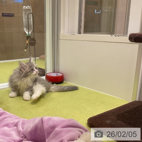 福岡県のノルウェージャンフォレストキャット (ペットプラス 福岡店/2025年11月23日生まれ/男の子/ブルータビーホワイト)の子猫の4枚目の画像