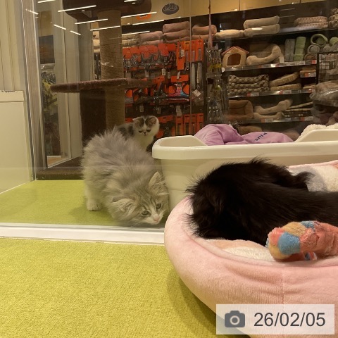 福岡県のノルウェージャンフォレストキャット (ペットプラス 福岡店/2025年11月23日生まれ/男の子/ブルータビーホワイト)の子猫の3枚目の画像