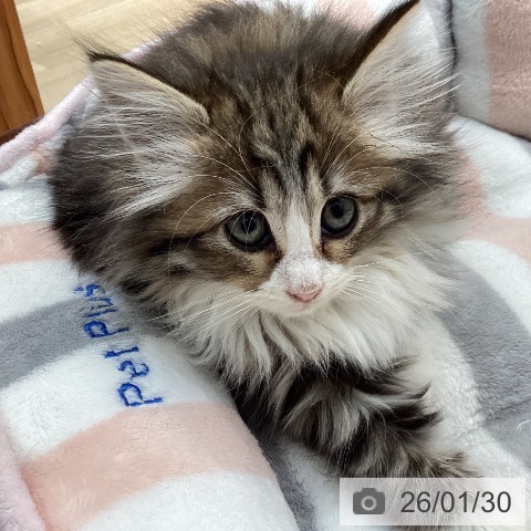 福岡県のノルウェージャンフォレストキャット (ペットプラス 福岡伊都店/2025年11月23日生まれ/女の子/ブラウンパッチドタビーホワイト)の子猫の4枚目の画像