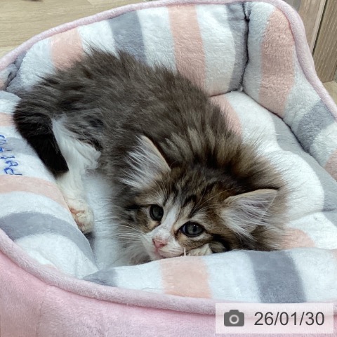 福岡県のノルウェージャンフォレストキャット (ペットプラス 福岡伊都店/2025年11月23日生まれ/女の子/ブラウンパッチドタビーホワイト)の子猫の3枚目の画像