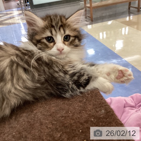 福岡県のノルウェージャンフォレストキャット (ペットプラス 福岡伊都店/2025年11月23日生まれ/女の子/ブラウンパッチドタビーホワイト)の子猫の4枚目の画像