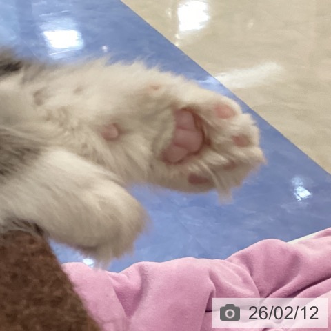 福岡県のノルウェージャンフォレストキャット (ペットプラス 福岡伊都店/2025年11月23日生まれ/女の子/ブラウンパッチドタビーホワイト)の子猫の3枚目の画像