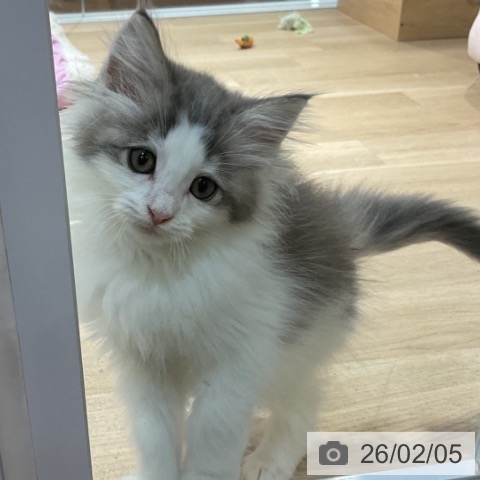 福岡県のノルウェージャンフォレストキャット (ペットプラス 小倉南店/2025年11月23日生まれ/女の子/ブルーパッチドタビーホワイト)の子猫の4枚目の画像