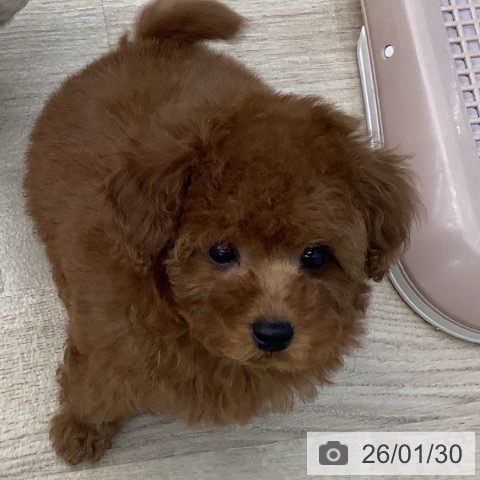 千葉県のトイプードル(トイ) (ペットプラス 船橋店/2025年11月28日生まれ/男の子/レッド)の子犬の3枚目の画像