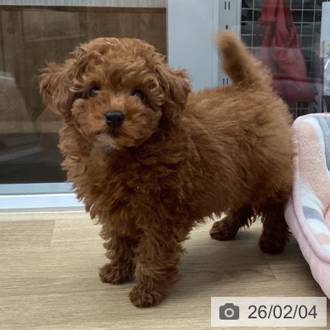 千葉県のトイプードル(トイ) (ペットプラス 船橋店/2025年11月28日生まれ/男の子/レッド)の子犬の4枚目の画像