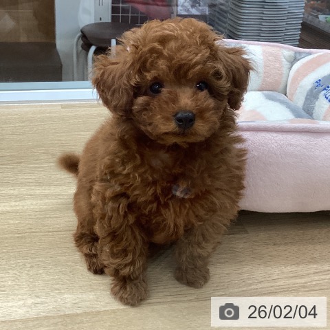 千葉県のトイプードル(トイ) (ペットプラス 船橋店/2025年11月28日生まれ/男の子/レッド)の子犬の3枚目の画像