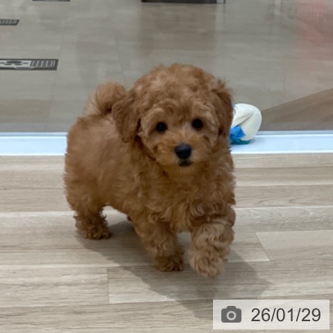 長野県のトイプードル(トイ) (ペットプラス 上田店/2025年11月28日生まれ/女の子/アプリコット)の子犬の4枚目の画像