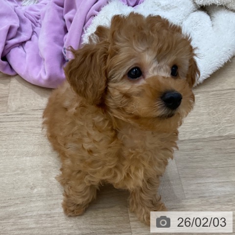 トイ・プードルの写真