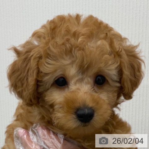 トイ・プードルの写真