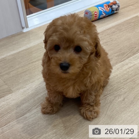 長野県のトイプードル(トイ) (ペットプラス 上田店/2025年11月28日生まれ/女の子/アプリコット)の子犬の3枚目の画像