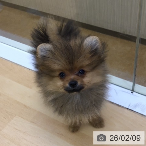 ポメラニアンの写真
