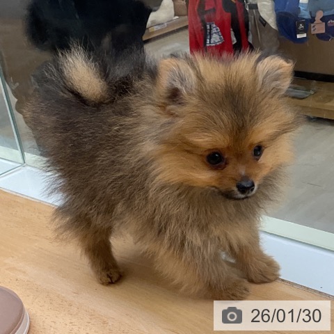 福岡県のポメラニアン (ペットプラス 福岡店/2025年11月21日生まれ/女の子/オレンジセーブル)の子犬の4枚目の画像