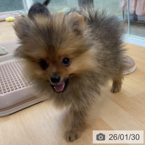 福岡県のポメラニアン (ペットプラス 福岡店/2025年11月21日生まれ/女の子/オレンジセーブル)の子犬の3枚目の画像