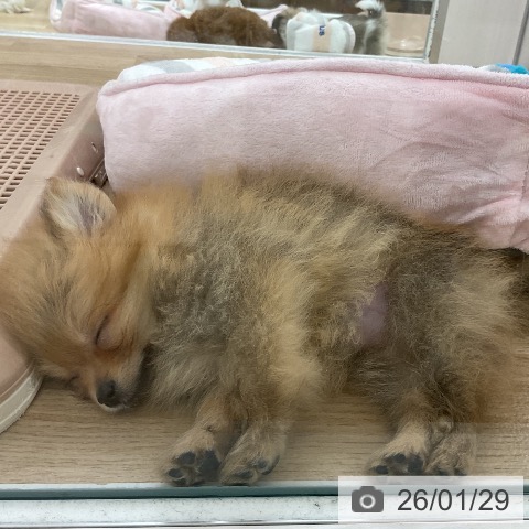 ポメラニアンの写真