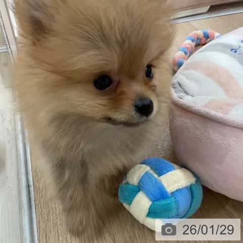 ポメラニアンの写真