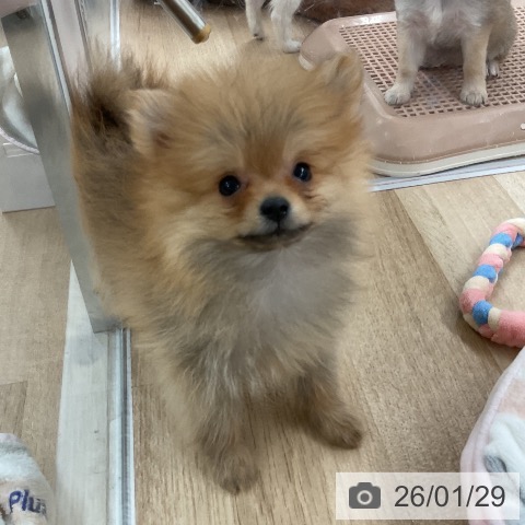 ポメラニアンの写真