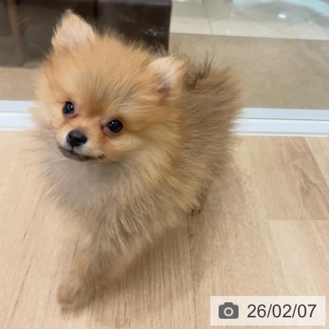 ポメラニアンの写真