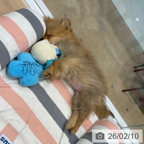 ポメラニアンの写真