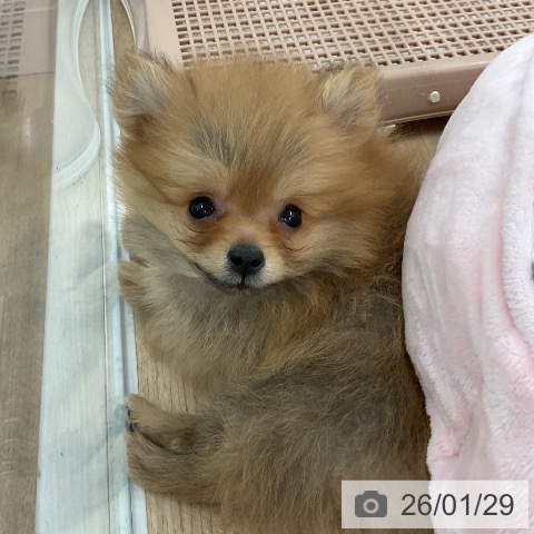 福岡県のポメラニアン (ペットプラス 八幡東店/2025年11月21日生まれ/女の子/オレンジ)の子犬の4枚目の画像