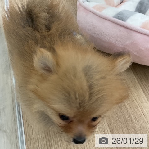 福岡県のポメラニアン (ペットプラス 八幡東店/2025年11月21日生まれ/女の子/オレンジ)の子犬の3枚目の画像