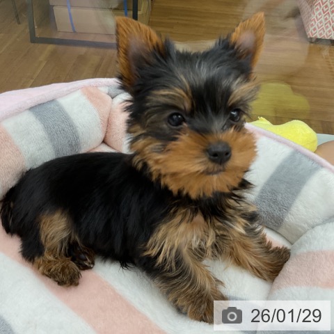 福島県のヨークシャーテリア (ペットプラス 福島店/2025年11月28日生まれ/男の子/スチールブルータン)の子犬の3枚目の画像