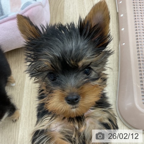 福島県のヨークシャーテリア (ペットプラス 福島店/2025年11月28日生まれ/男の子/スチールブルータン)の子犬の3枚目の画像