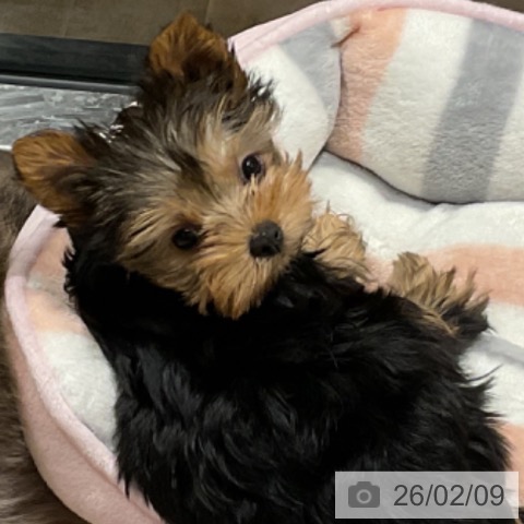 埼玉県のヨークシャーテリア (ペットプラス コクーンシティ店/2025年11月28日生まれ/女の子/スチールブルータン)の子犬の3枚目の画像