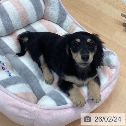 熊本県のミニチュアダックスフンド(ロング) (ペットプラス 熊本店/2025年11月28日生まれ/女の子/ブラックイエロー)の子犬の3枚目の画像