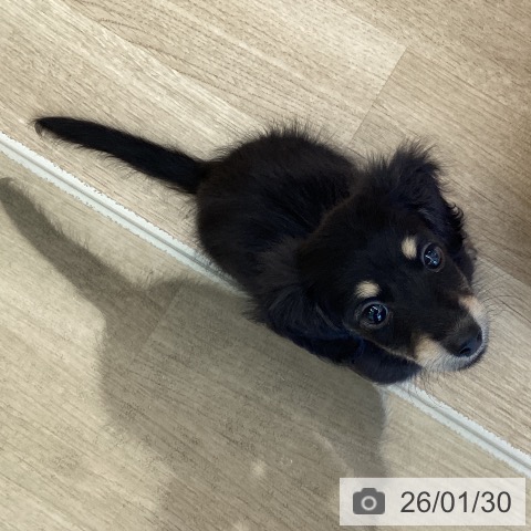 ミニチュア・ダックスフンドの写真