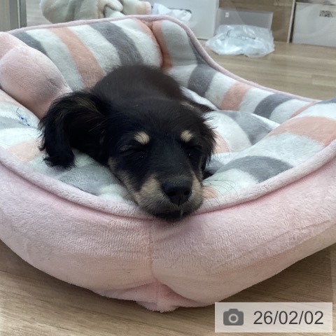 ミニチュア・ダックスフンドの写真