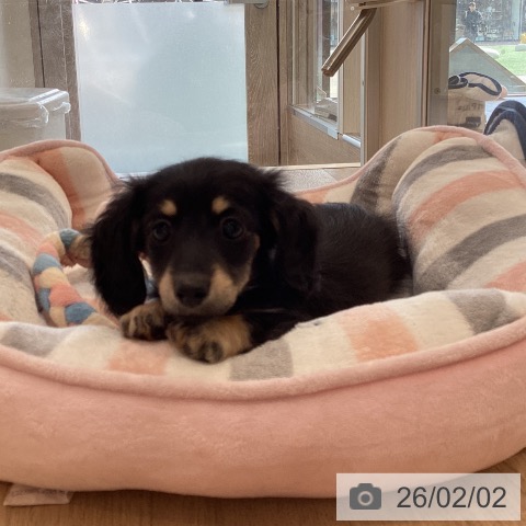 ミニチュア・ダックスフンドの写真