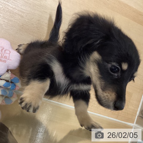 ミニチュア・ダックスフンドの写真