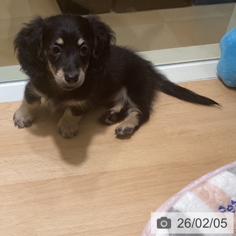 ミニチュア・ダックスフンドの写真