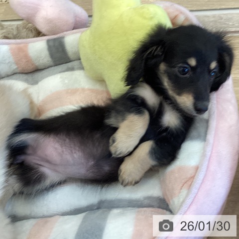 ミニチュア・ダックスフンドの写真