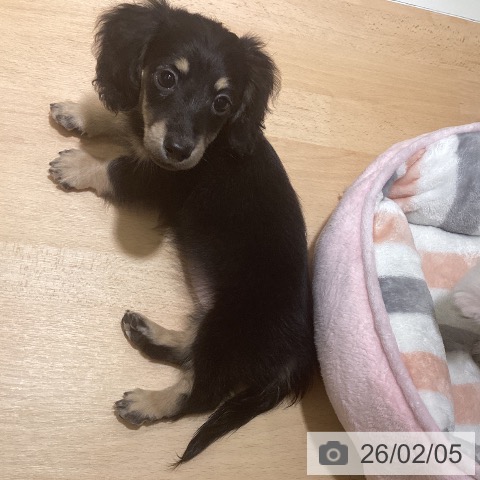 ミニチュア・ダックスフンドの写真