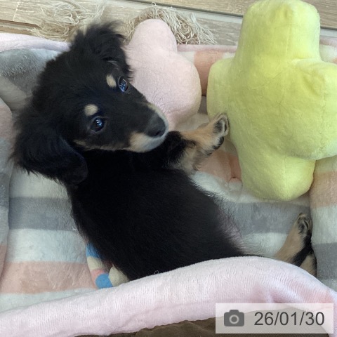 ミニチュア・ダックスフンドの写真