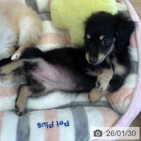 ミニチュア・ダックスフンドの写真