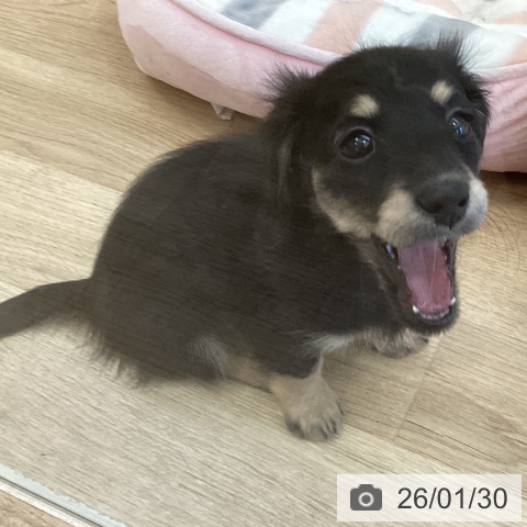 ミニチュア・ダックスフンドの写真