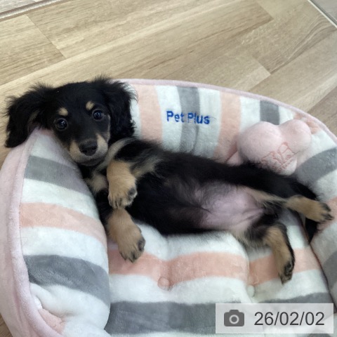 ミニチュア・ダックスフンドの写真