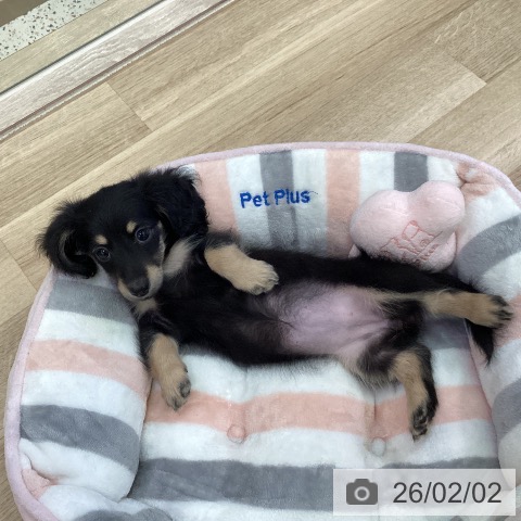 鹿児島県のミニチュアダックスフンド(ロング) (ペットプラス 姶良店/2025年11月28日生まれ/女の子/ブラックイエロー)の子犬の4枚目の画像