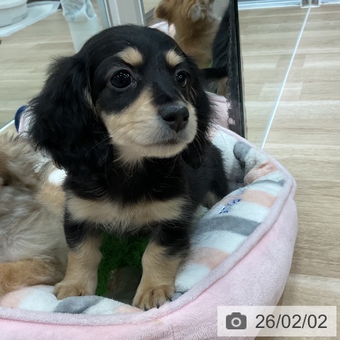 ミニチュア・ダックスフンドの写真