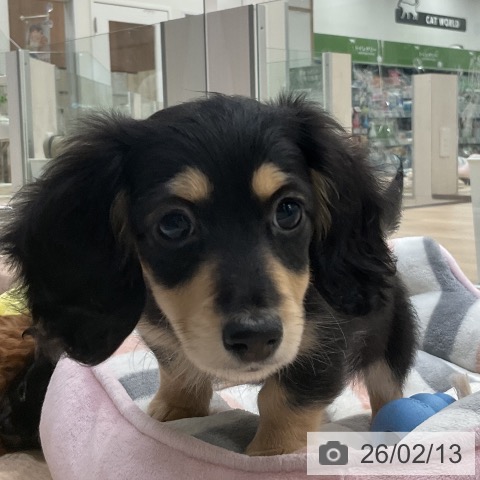 福岡県のミニチュアダックスフンド(ロング) (ペットプラス 香椎浜店/2025年11月28日生まれ/女の子/ブラックイエロー)の子犬の4枚目の画像