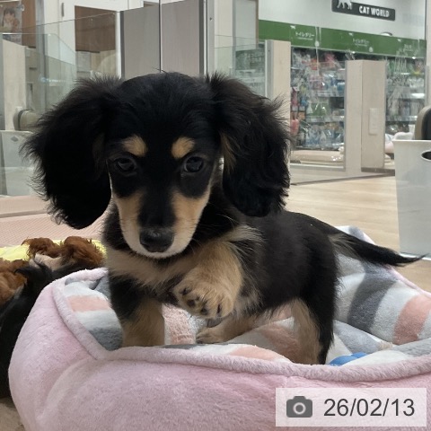 福岡県のミニチュアダックスフンド(ロング) (ペットプラス 香椎浜店/2025年11月28日生まれ/女の子/ブラックイエロー)の子犬の3枚目の画像