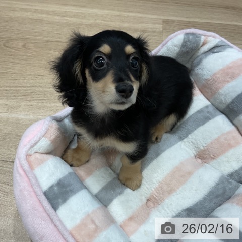 福岡県のミニチュアダックスフンド(ロング) (ペットプラス 香椎浜店/2025年11月28日生まれ/女の子/ブラックイエロー)の子犬の4枚目の画像