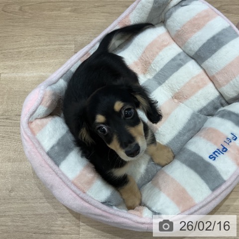 福岡県のミニチュアダックスフンド(ロング) (ペットプラス 香椎浜店/2025年11月28日生まれ/女の子/ブラックイエロー)の子犬の3枚目の画像