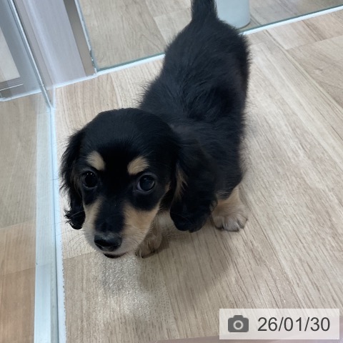 宮崎県のミニチュアダックスフンド(ロング) (ペットプラス 宮崎店/2025年11月28日生まれ/女の子/ブラックイエロー)の子犬の4枚目の画像