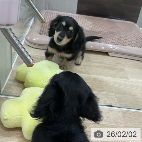 ミニチュア・ダックスフンドの写真